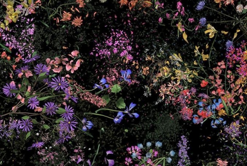 Jennifer Steinkamp: Botanic